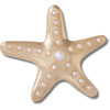 PRZYPINKA CROCS gold and pearl starfish